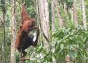 Orang Utan at Semonggoh Orang Utan Sanctuary