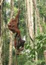 Orang Utan at Semonggoh Orang Utan Sanctuary