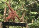 Orang Utan met babytje, zo lief!