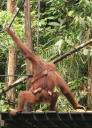Orang Utan met babytje, zo lief!