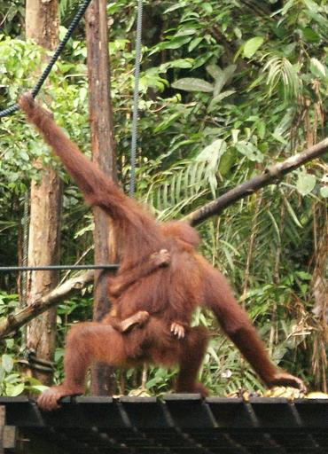 Orang Utan met babytje, zo lief!