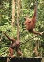 Orang Utan at Semonggoh Orang Utan Sanctuary