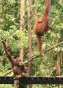 Orang Utan at Semonggoh Orang Utan Sanctuary