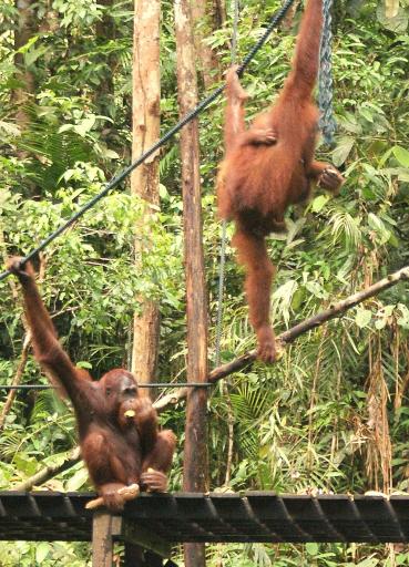 Orang Utan at Semonggoh Orang Utan Sanctuary
