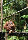 Orang Utan at Semonggoh Orang Utan Sanctuary