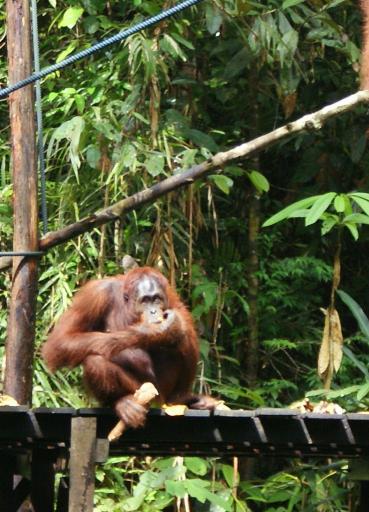 Orang Utan at Semonggoh Orang Utan Sanctuary