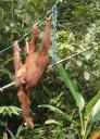 Orang Utan met babytje, zo lief!
