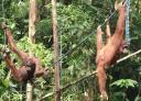 Orang Utans at Semonggoh Orang Utan Sanctuary