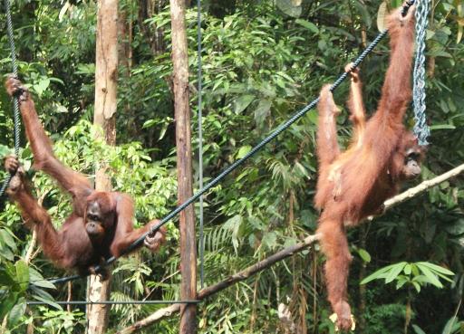 Orang Utans at Semonggoh Orang Utan Sanctuary