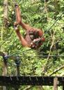 Orang Utan at Semonggoh Orang Utan Sanctuary