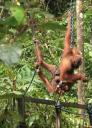 Orang Utans at Semonggoh Orang Utan Sanctuary