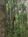 Orang Utan at Semonggoh Orang Utan Sanctuary