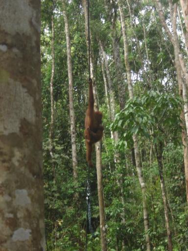 Orang Utan at Semonggoh Orang Utan Sanctuary
