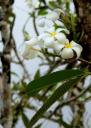 Heerlijk geurende bloemen in de Frangipanni boom