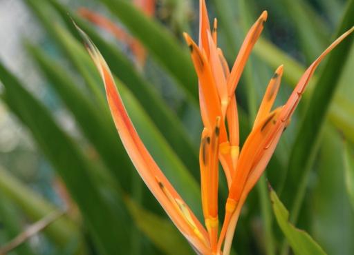 the 'bird of paradise'