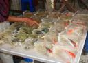 karpertjes op de markt in Serian