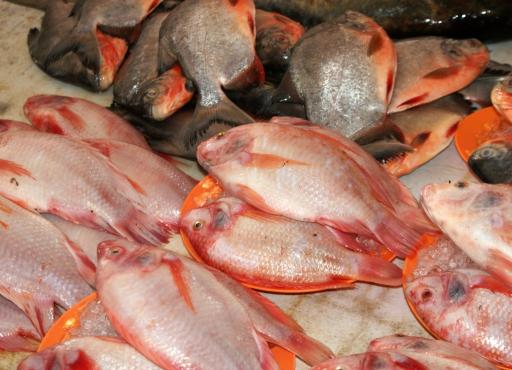 verse vis op de markt in Serian