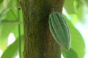 Er groeide ook nog cacao