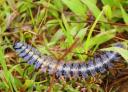 15 cm lang, 1,5 cm breed, de 'millipede'!