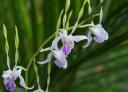 schitterende orchidee Sepilok