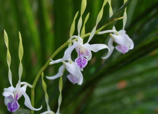 schitterende orchidee Sepilok