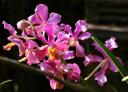 orchidee in het Sepilok Nature Resort
