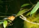 Sleeping Black-backed Kingfisher (ijsvogeltje)
