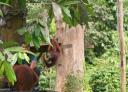 Slingerend kwamen ze fruit halen