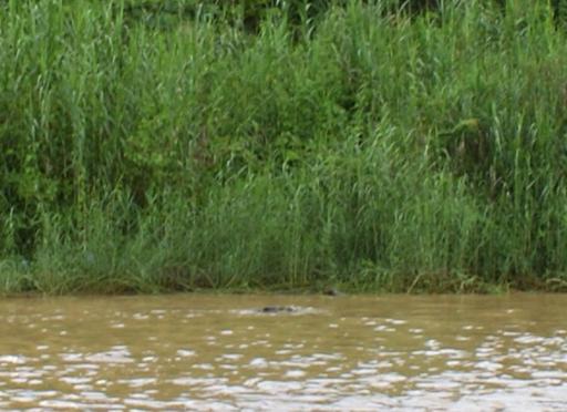 Je kan zijn kop boven het water zien uitsteken