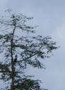 Ver weg, maar heel groot, de Rhinoceros Hornbill