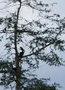 the Rhinoceros Hornbill, neushoornvogel