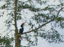 Rhinoceros Hornbill, neushoornvogel 1.25m hoog