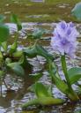 Hele velden van deze bloemen