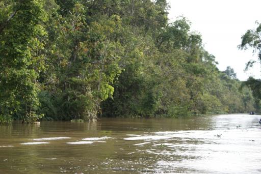De Kinabatangan River