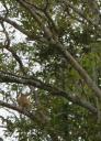 Echt grote neuzen die neusapen (probiscis monkeys)