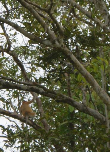 Echt grote neuzen die neusapen (probiscis monkeys)