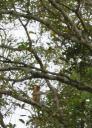 The Probiscis Monkey, neusaap