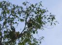 The probiscis Monkey, neusaap