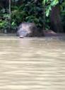 zwemmende Pygmee Elephant