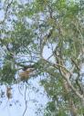 The probiscis monkey, orang belanda (hollander)