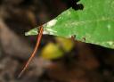 Een tiger leech (bloedzuiger), die bloed ruikt!