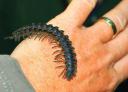 niet giftige 'millipede', over Mo d'r hand