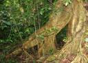 Wortels van de boom boven de grond