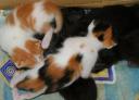 De kittens waar iedereen gek mee was