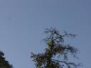 Probiscis monkeys boven in de toppen!