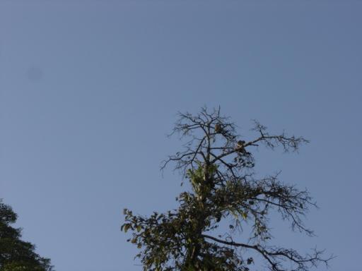 Probiscis monkeys boven in de toppen!