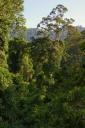 Canopy Walk hoog door de boomtoppen