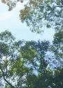 Een gibbon in de boom naast onze lodge