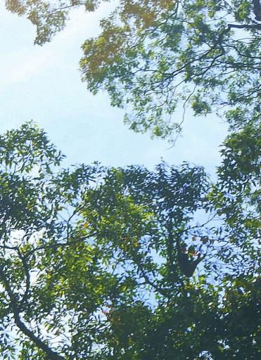 Een gibbon in de boom naast onze lodge