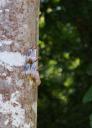Geen idee welke beessies hier op de boom zitten